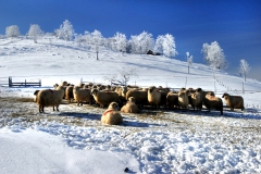 foto 9574